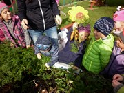 Sklízíme úrodu na školní zahrádce